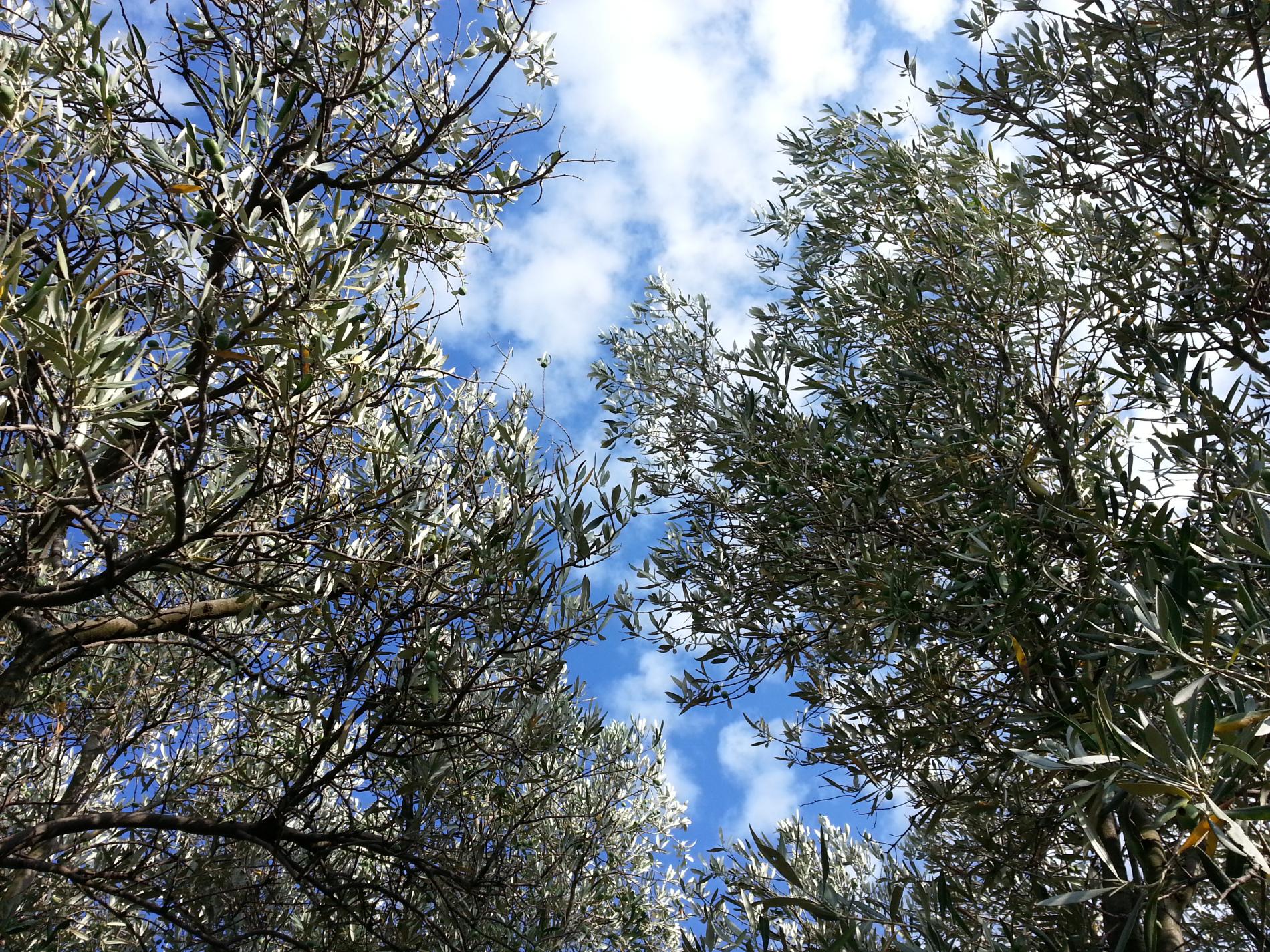 olives